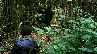 In the DRC, Virunga National Park marks 100 years of conservation and struggle